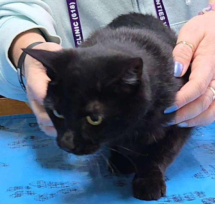 Photo of Katniss Everdeen