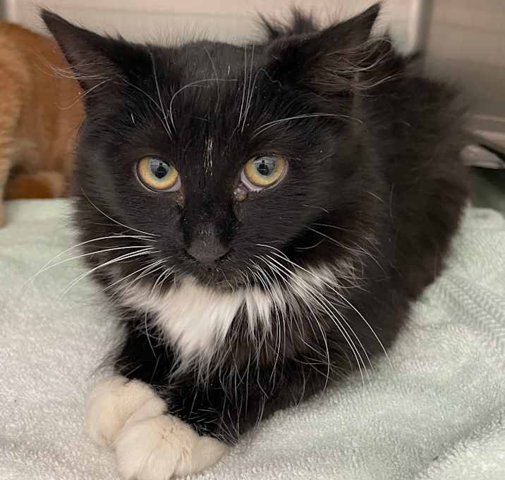 Photo of Shadowheart