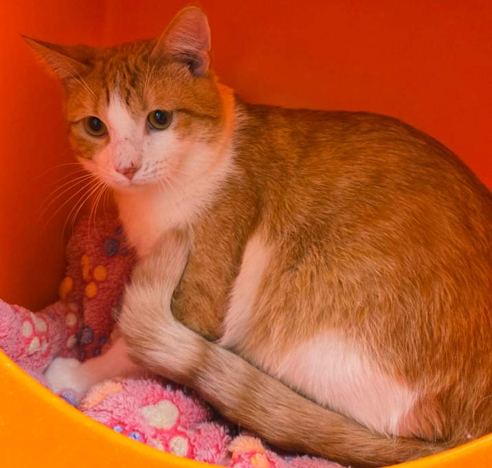 Photo of Butterscotch