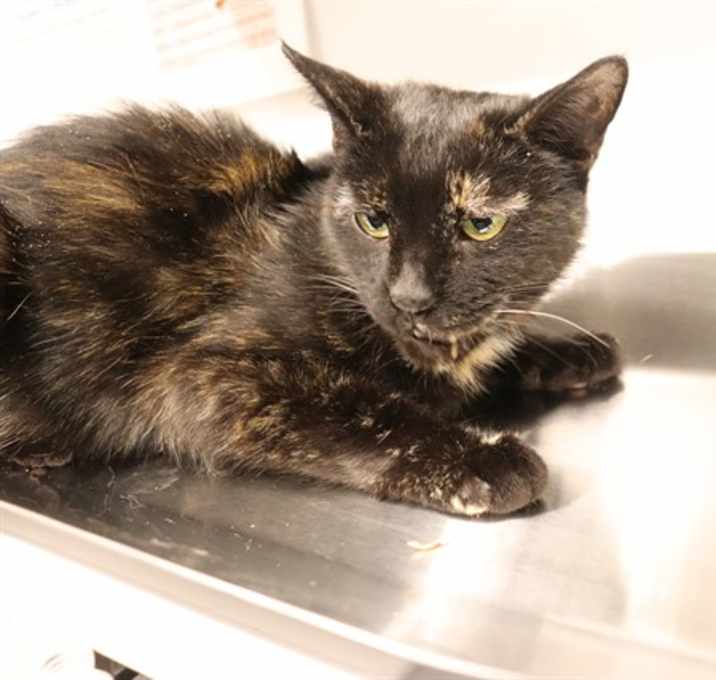 Photo of TWILIGHT (ABS)