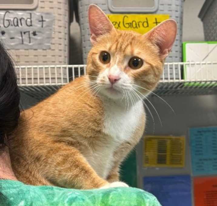 Photo of Pumpkin Pie