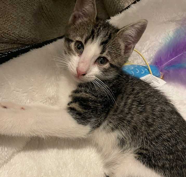 Photo of Kitty - Home to Home