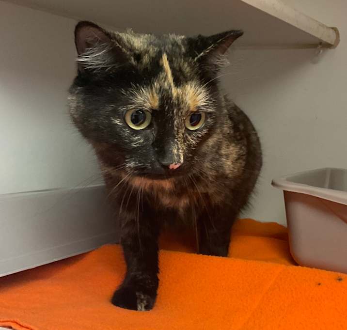 Photo of Miss Momma Cat