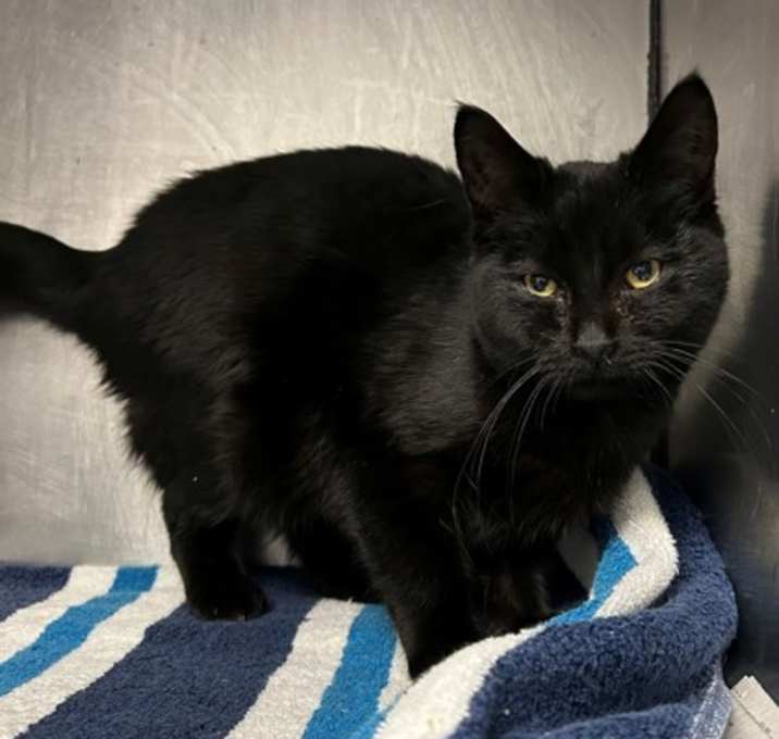 Photo of Thomas the Tank Engine