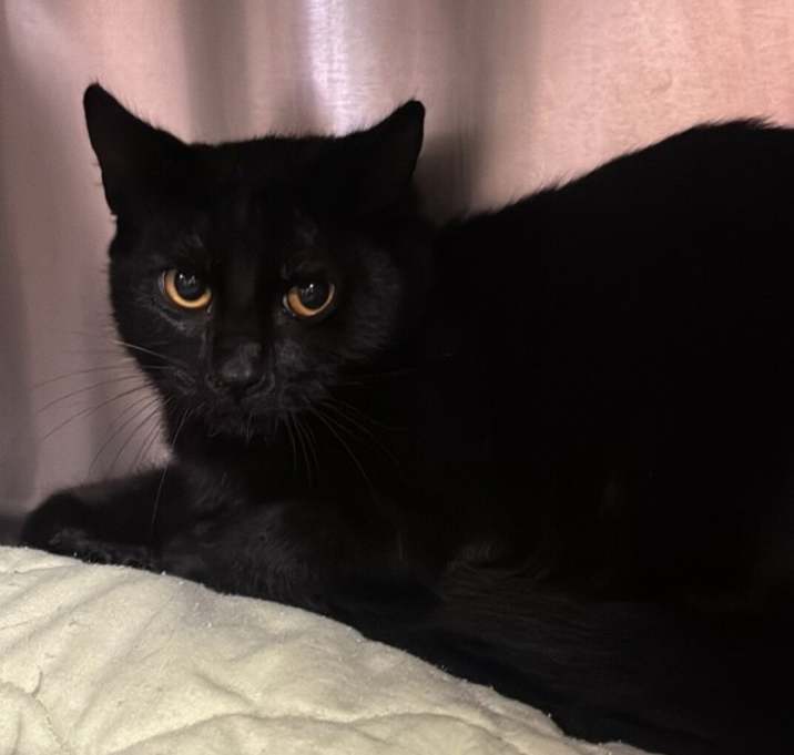 Photo of Pac Man - Barn Cat