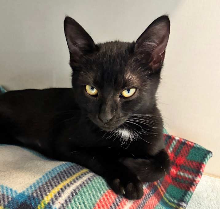 Photo of Stella (Teal collar)