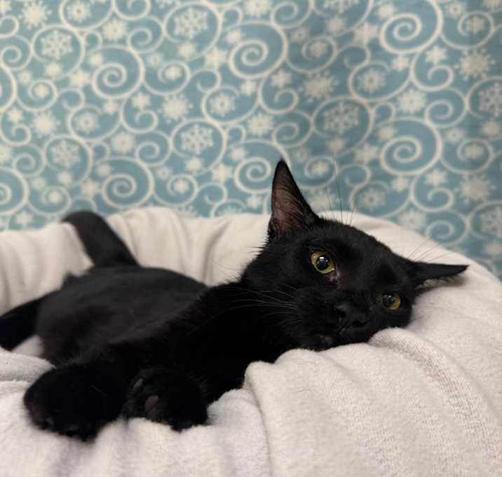 Photo of Lucky Charm 