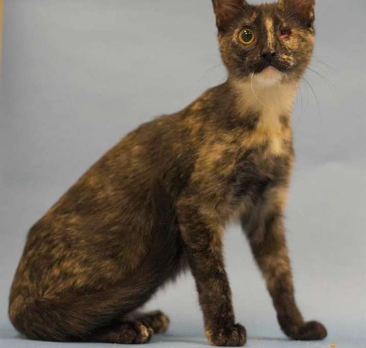 Photo of BILLIE EYELESS