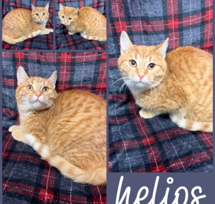 Photo of Helios