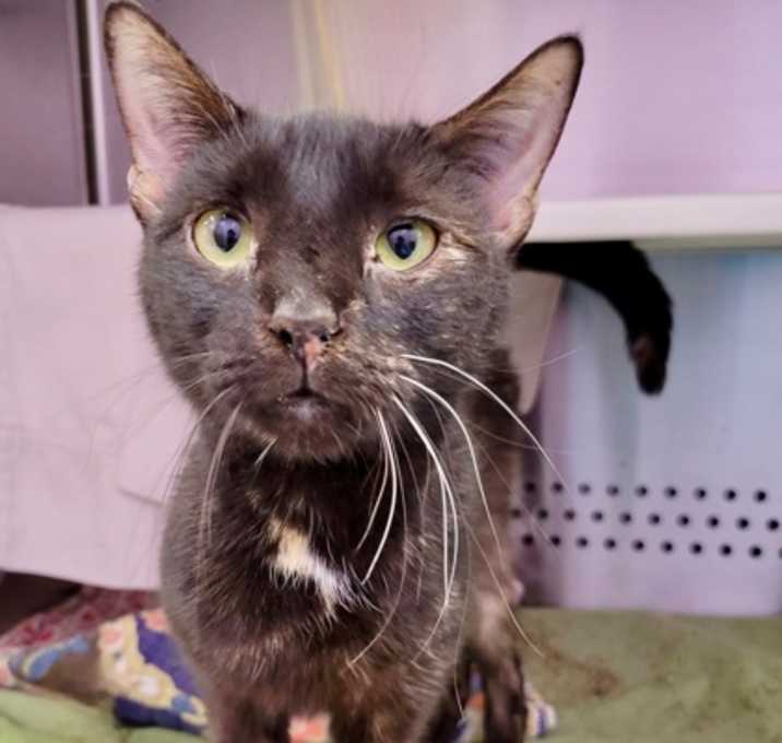 Photo of Sushi Showdown