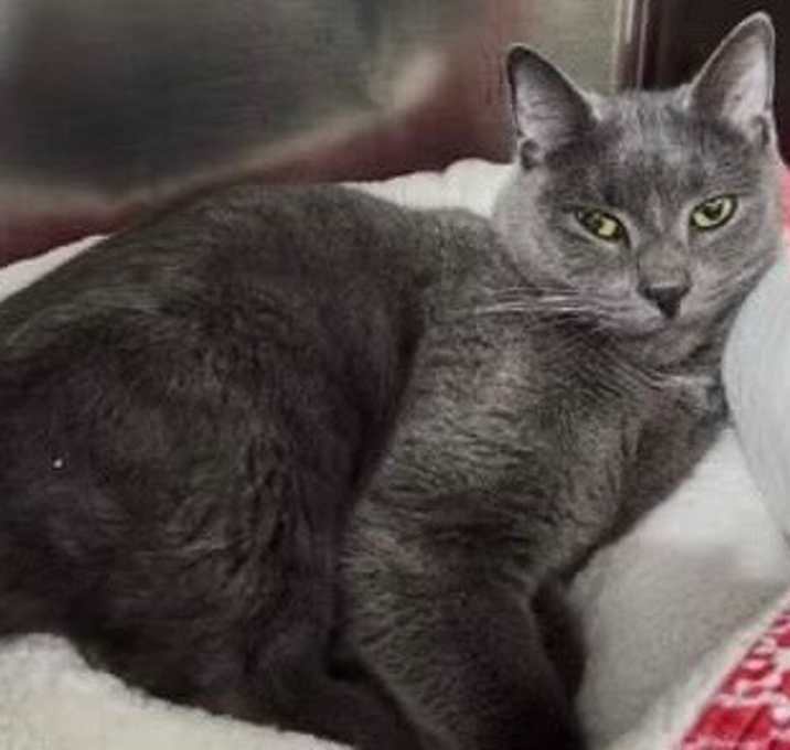 Photo of Whiskey  ** IN FOSTER **