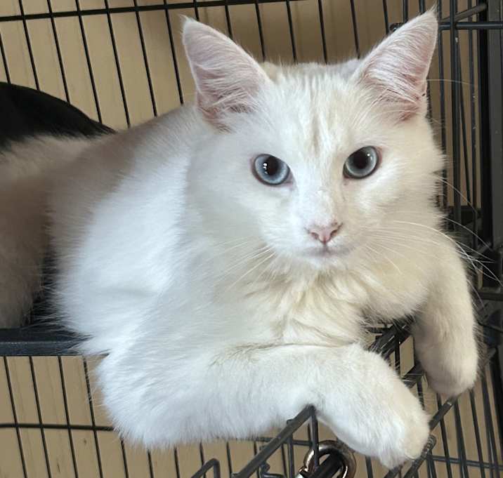 Photo of Cardamom NN