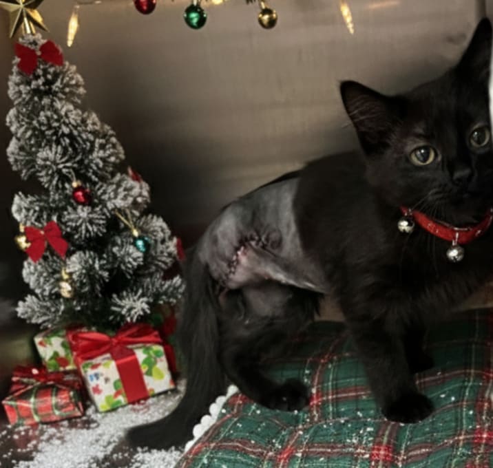 Photo of Tripawdella