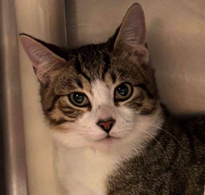 Photo of Baby Button