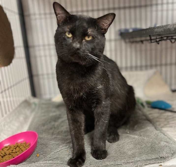 Photo of Baloo-C (sponsored)