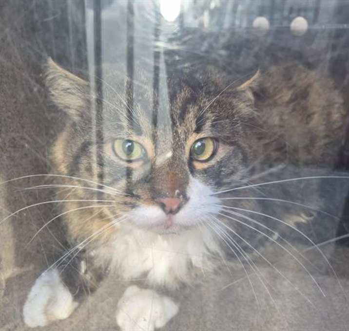 Photo of BARN CAT ASTROID