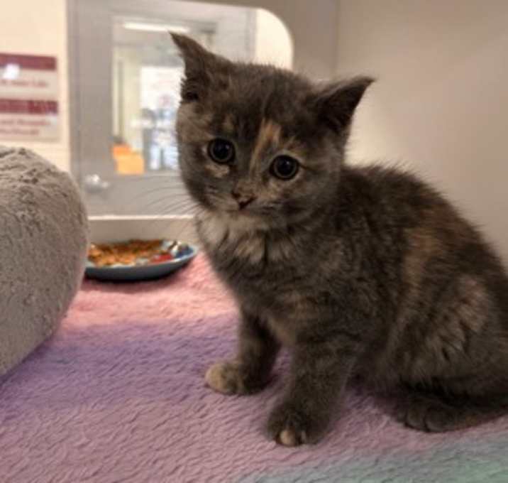 Photo of Delyla - Stratford