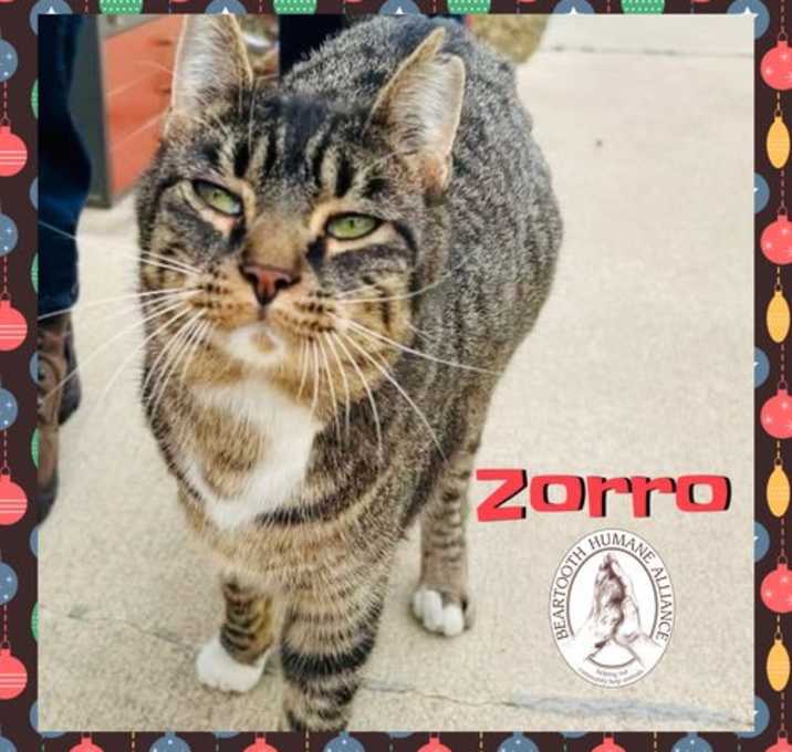 Photo of Zorro