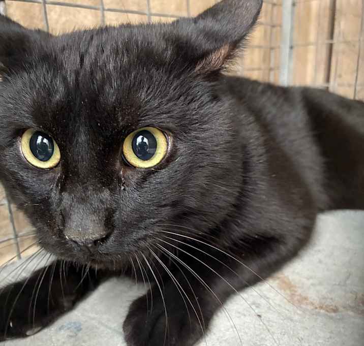 Photo of Stray feline blk DSH - Van Wagenen/Victory