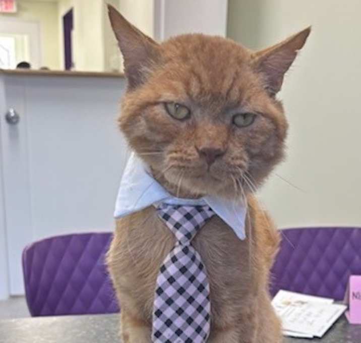 Photo of Marvin Harrison Jr.