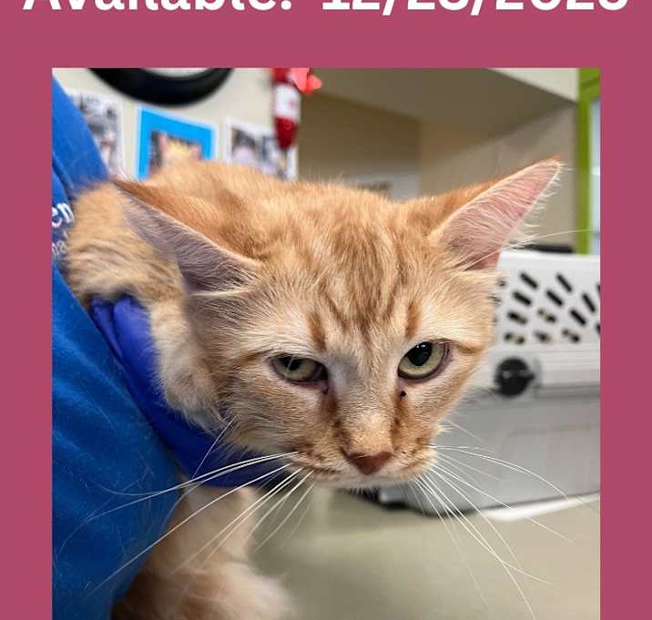 Photo of Cat Condo #20 Peaches