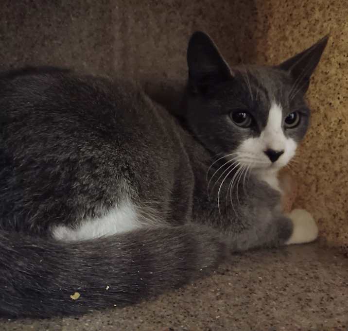 Photo of Cookiecutter