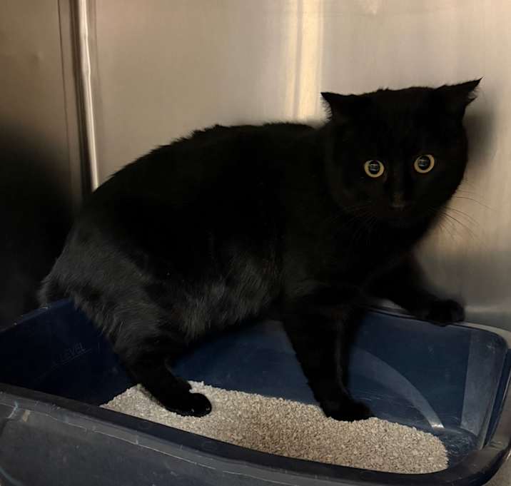 Photo of Scrooge - Adoptable barn cat 🐁 Adopt $0