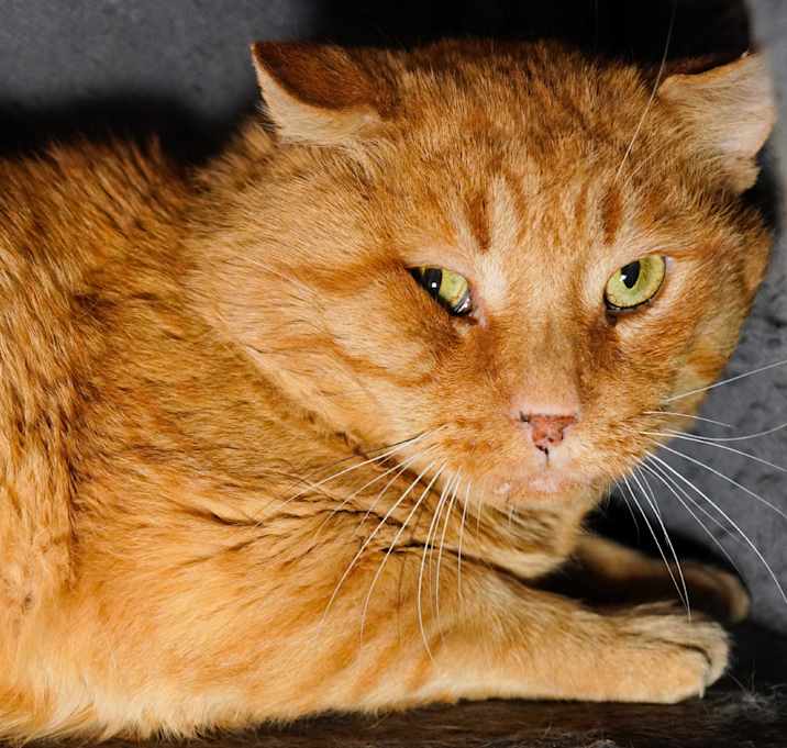 Photo of Garfield