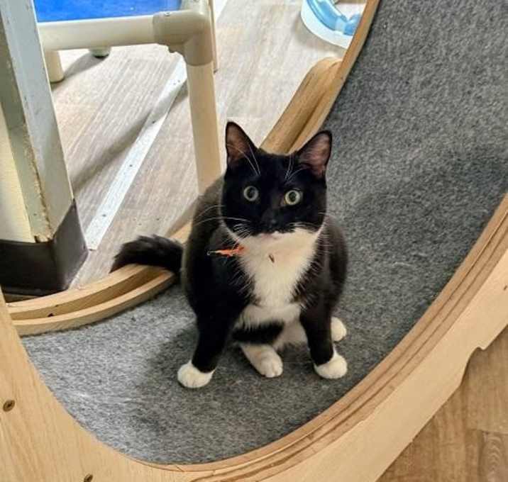 Photo of Kitten 27293 (Jiffy Lube)