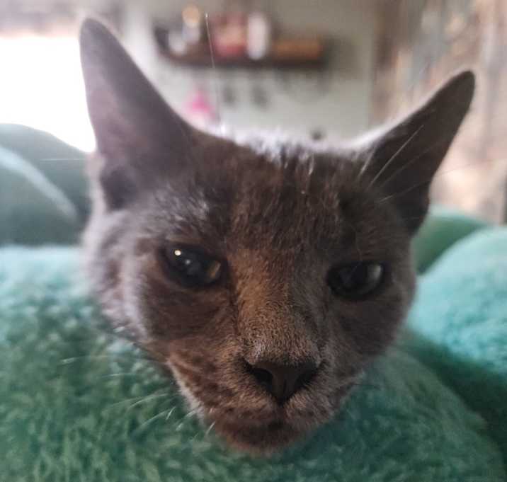 Photo of Lucky Kudzu Baby ZuZu