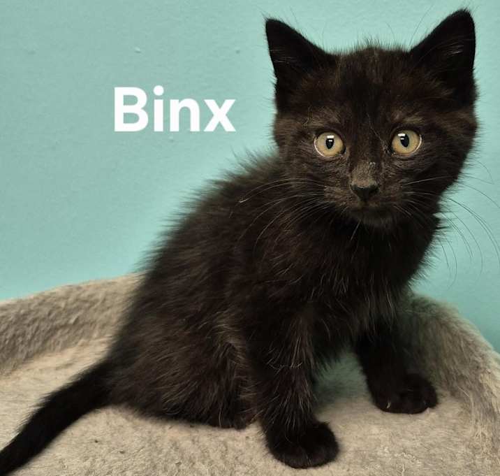 Photo of Binx