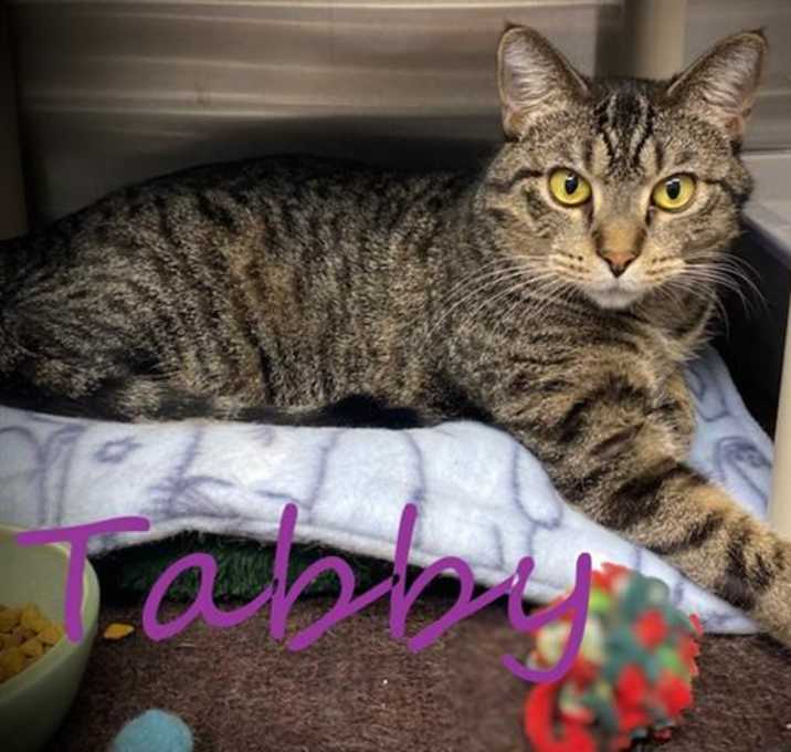 Photo of TABBY