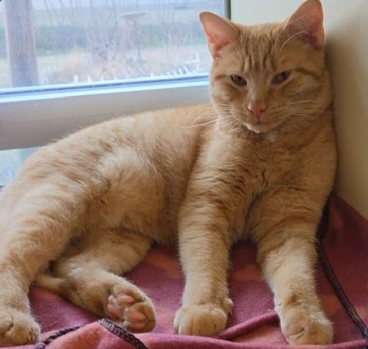 Photo of Cheddy Bay Biscuit fka Radiato