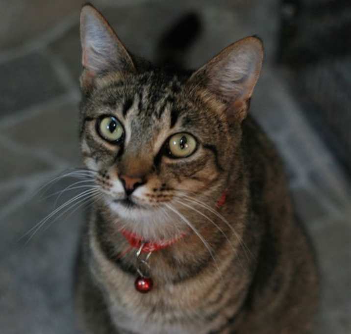 Photo of Spicy (Really a Sweetie!)