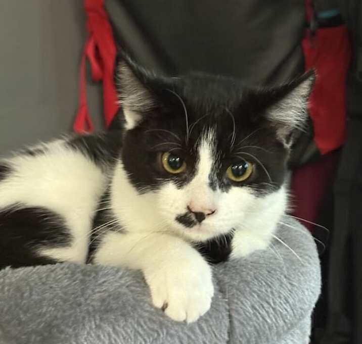 Photo of Molly (Meowlyn Monroe)