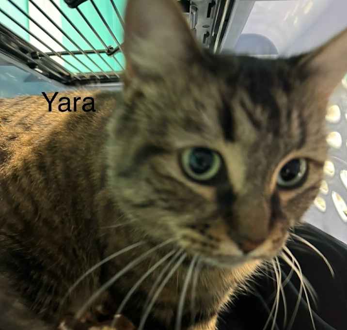 Photo of Yara