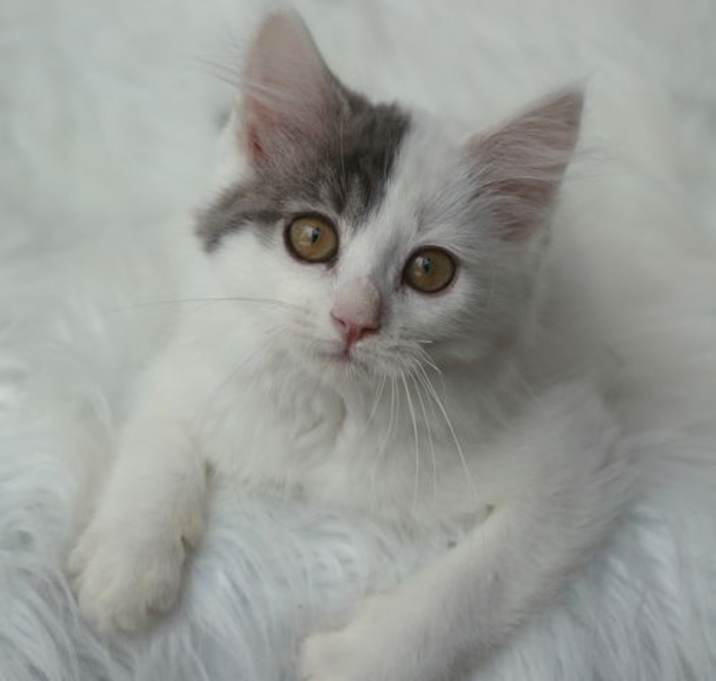 Photo of Lyonnaise & Gasconne