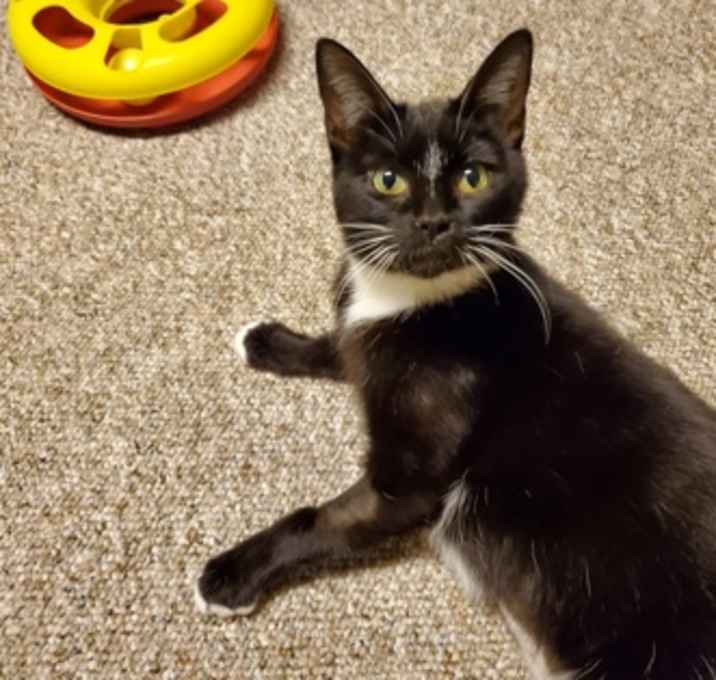 Photo of Nutmeg - Kitchener