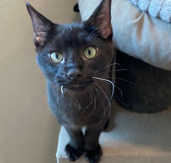 Photo of Night Crawler