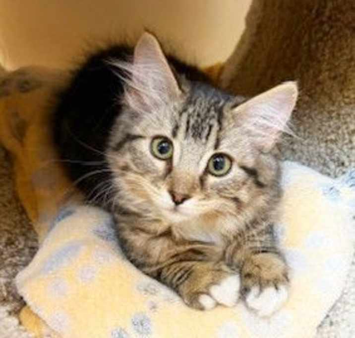 Photo of Kitten Jekyll