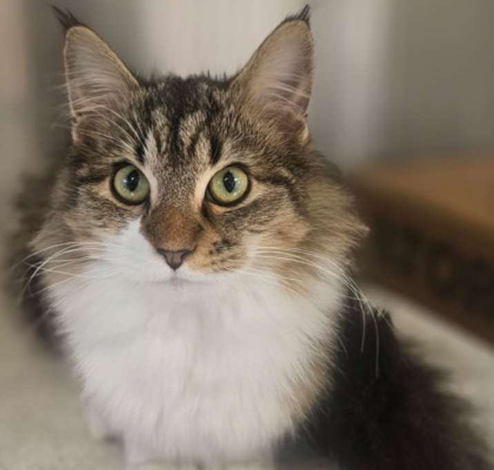 Photo of Mungojerrie