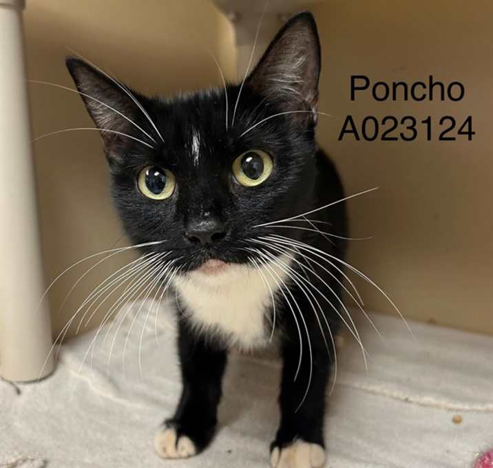 Photo of PONCHO