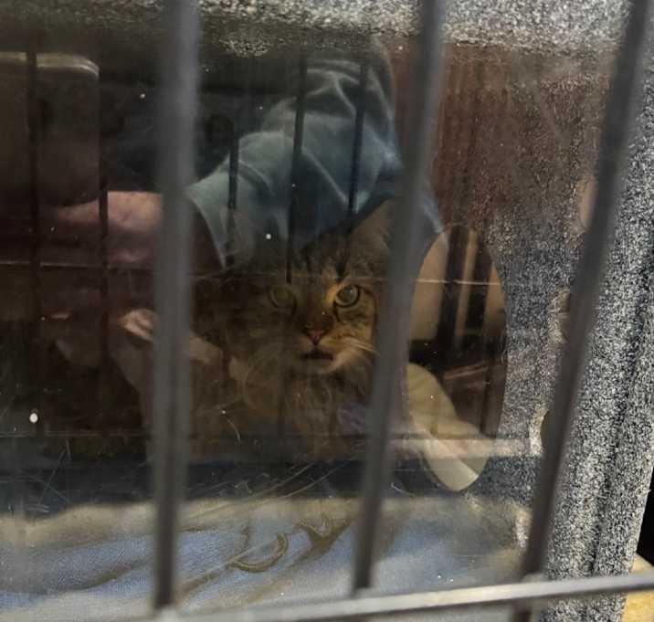 Photo of Laffy Taffy