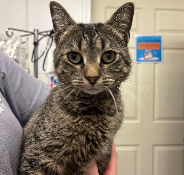 Photo of Shannon *Meet me at Eagan Petsmart*