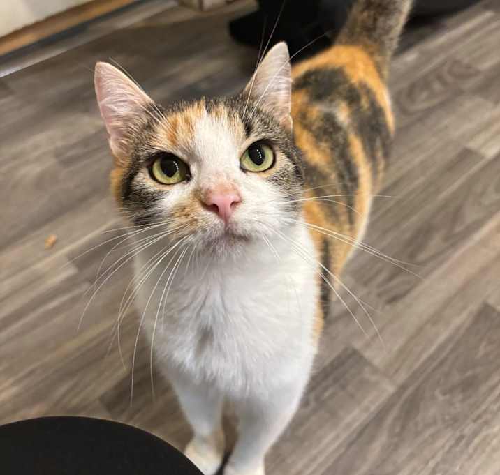 Photo of Are You Kitten Me