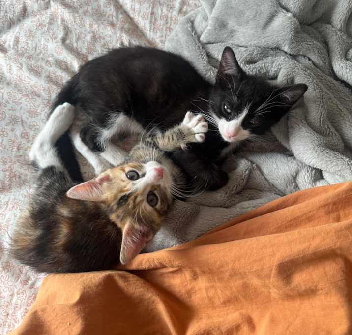 Photo of Otto & Lucy