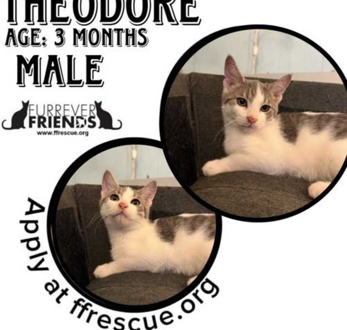 Photo of Theodore