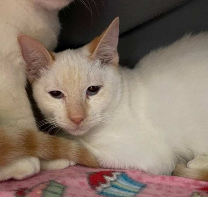 Photo of Nancy (Bashful Buddy)