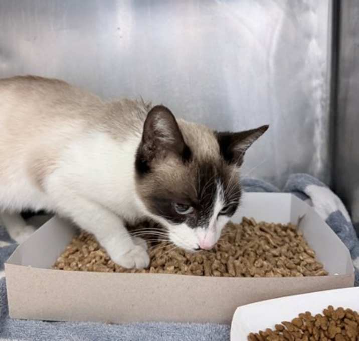 Photo of Catty Purry