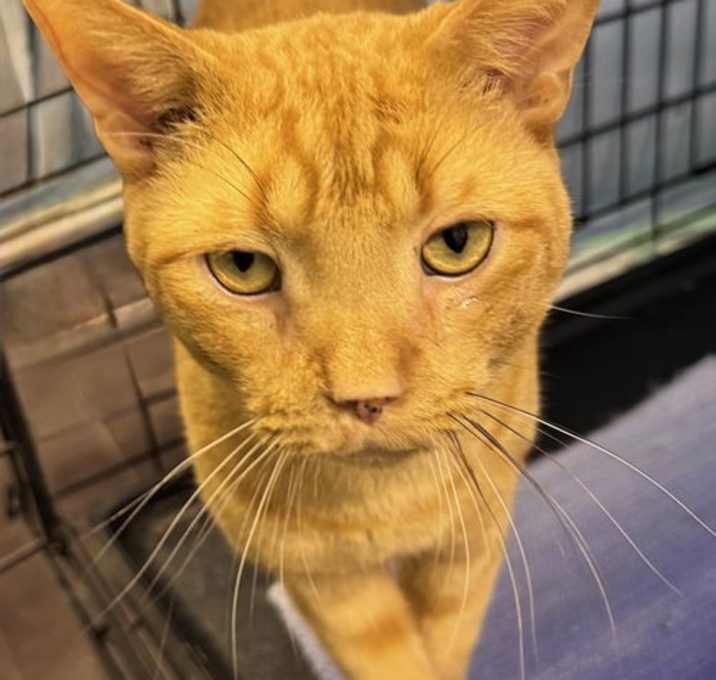 Photo of Junior (Foster cat)